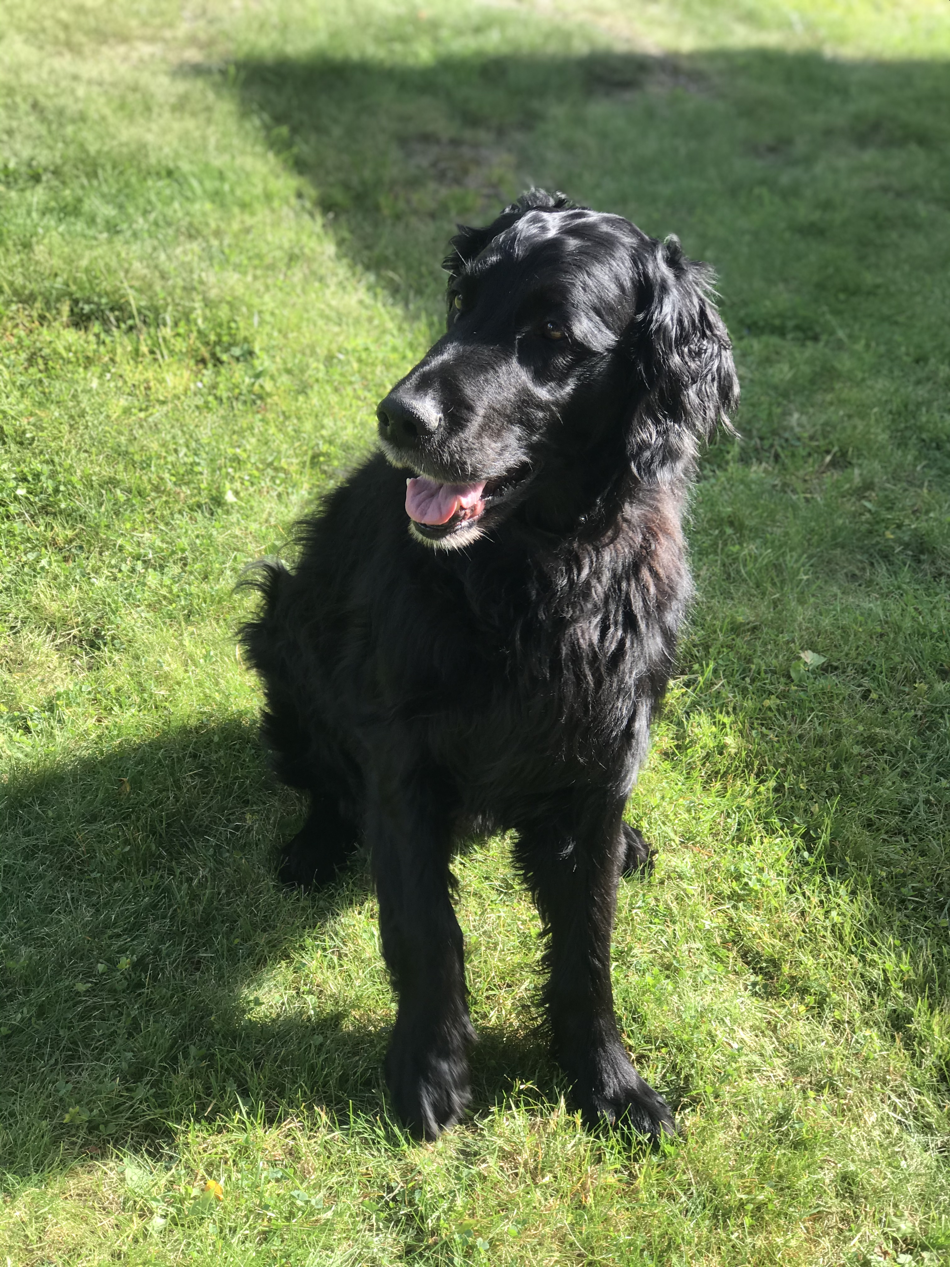 Min hund Zebb BILD: Ängla Andersson Ängla Andersson