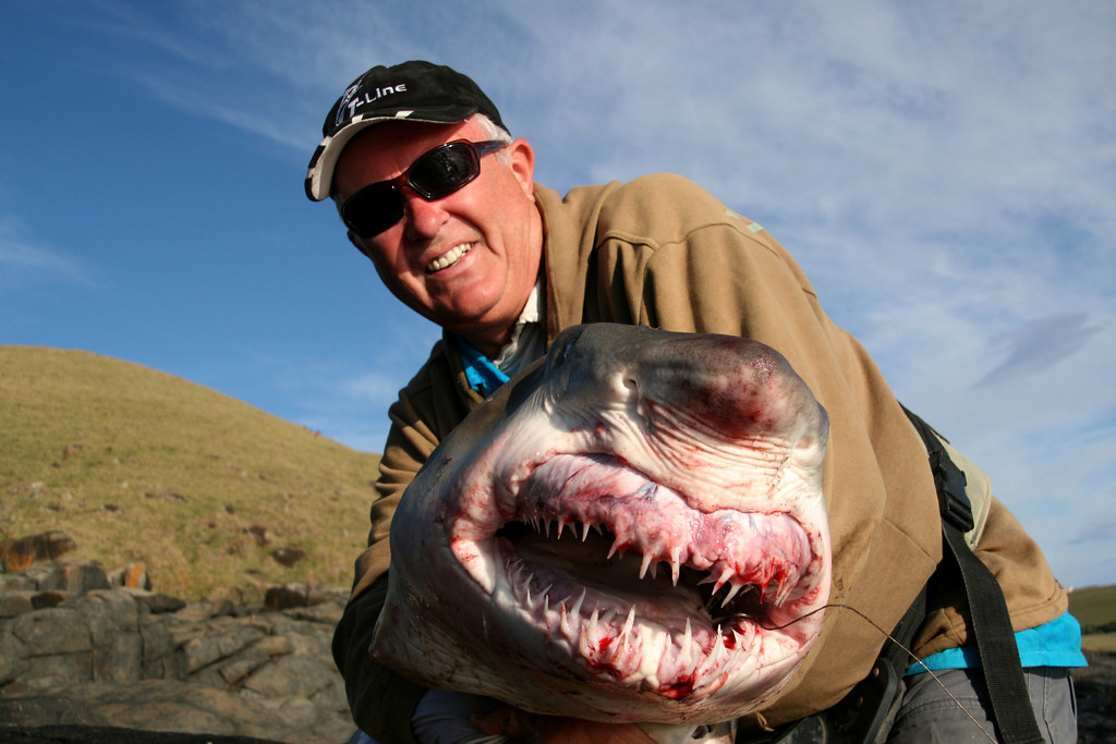 Uppfiskad haj BILD: "200lb Ragged Toothed Shark" by radcarper is licensed under CC BY 2.0 "200lb Ragged Toothed Shark" by radcarper is licensed under CC BY 2.0