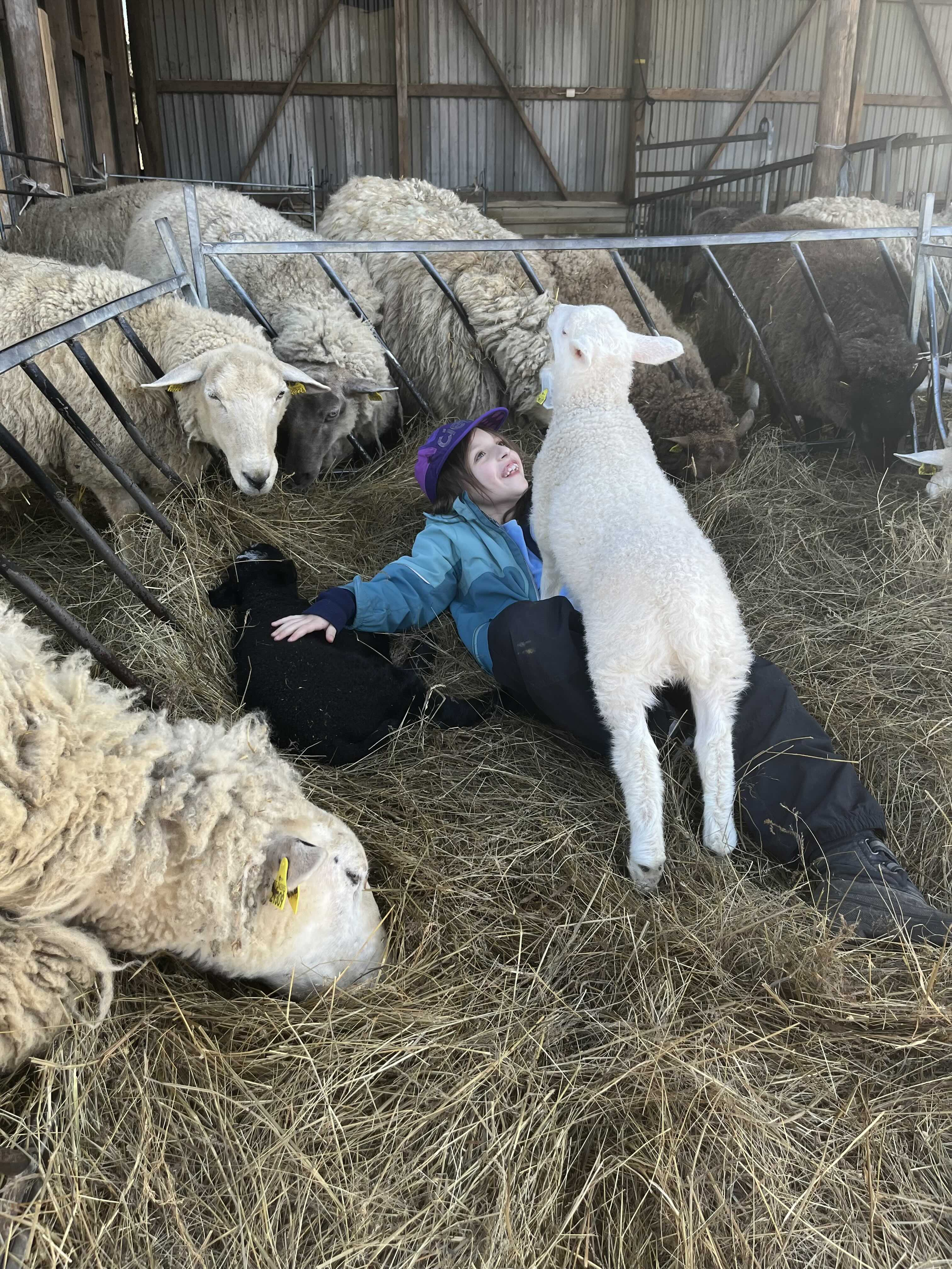 Ett busigt lamm. Familjefoto.
