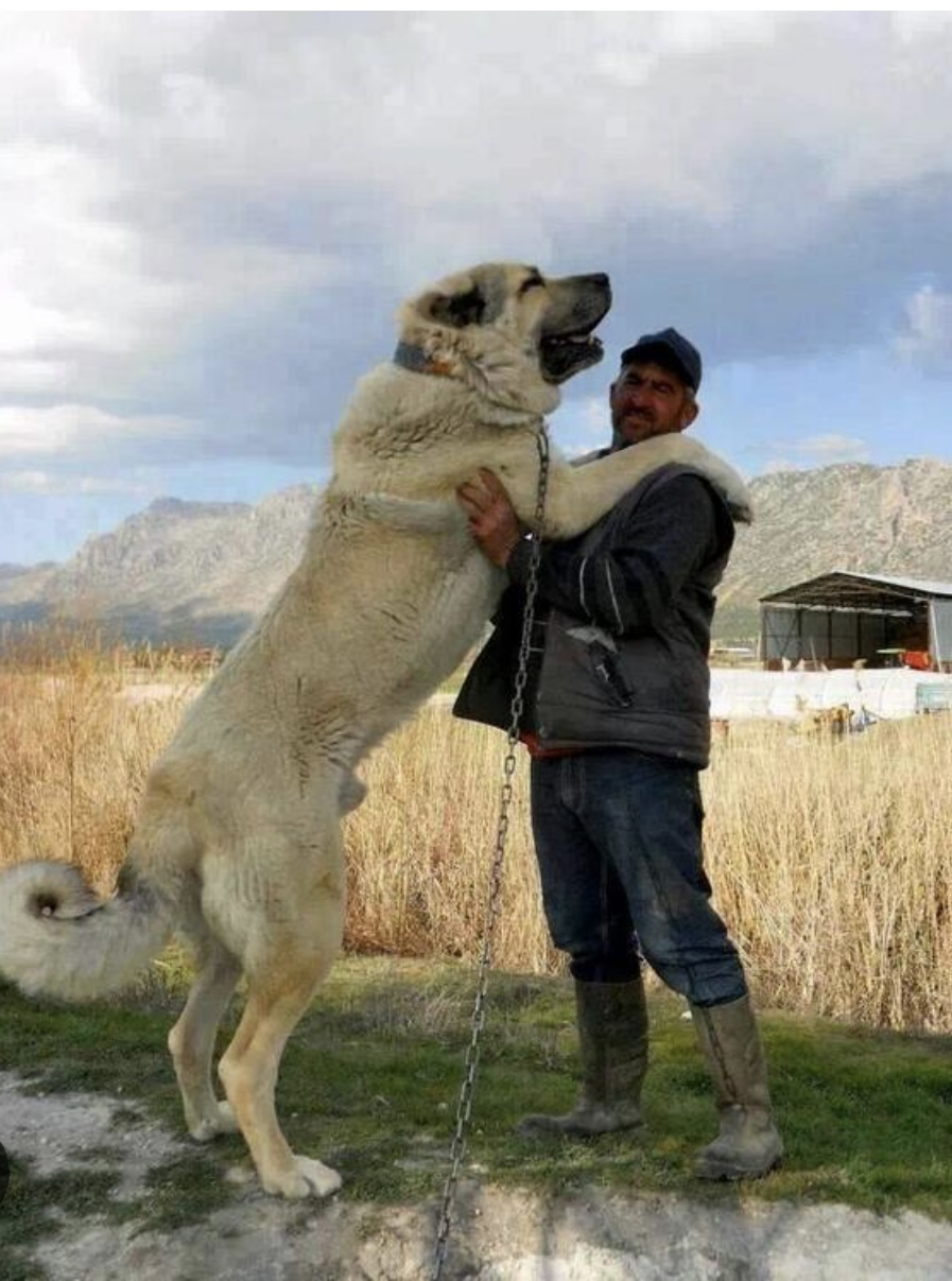 Kangal Google