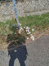 Minna Sidibe Persson