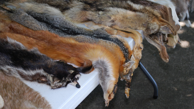 https://www.bornfree.org.uk/news/time-to-end-the-fur-trade-in-britain/